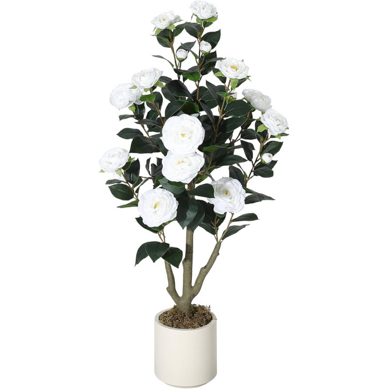 7.09cm Plant