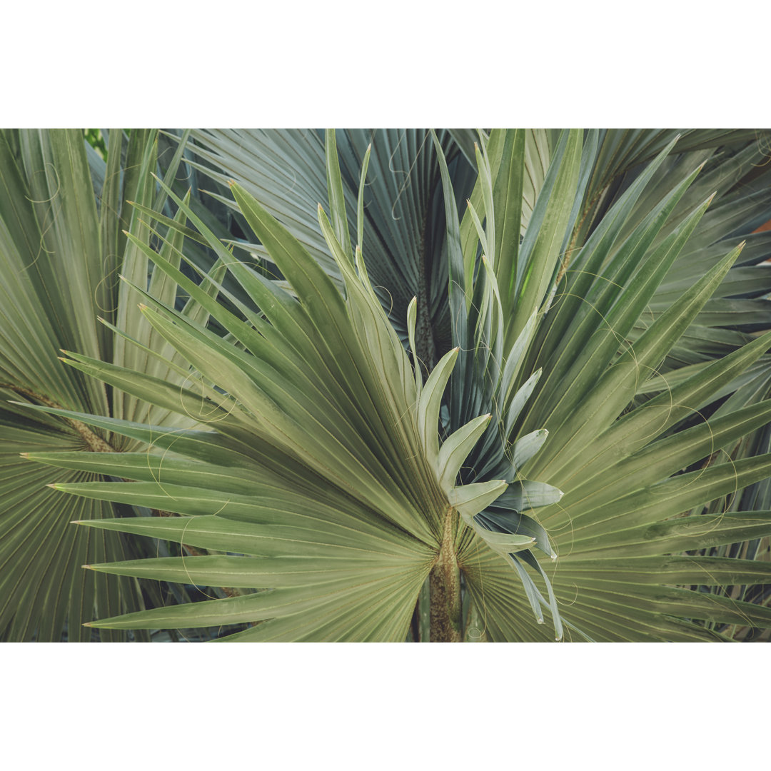 Palm Leaves von Torresigner - Kunstdrucke auf Leinwand - Wrapped Canvas