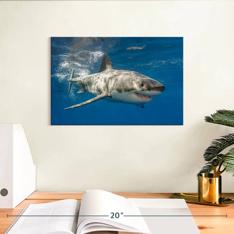 Requin, H 8 po x l 12 po
