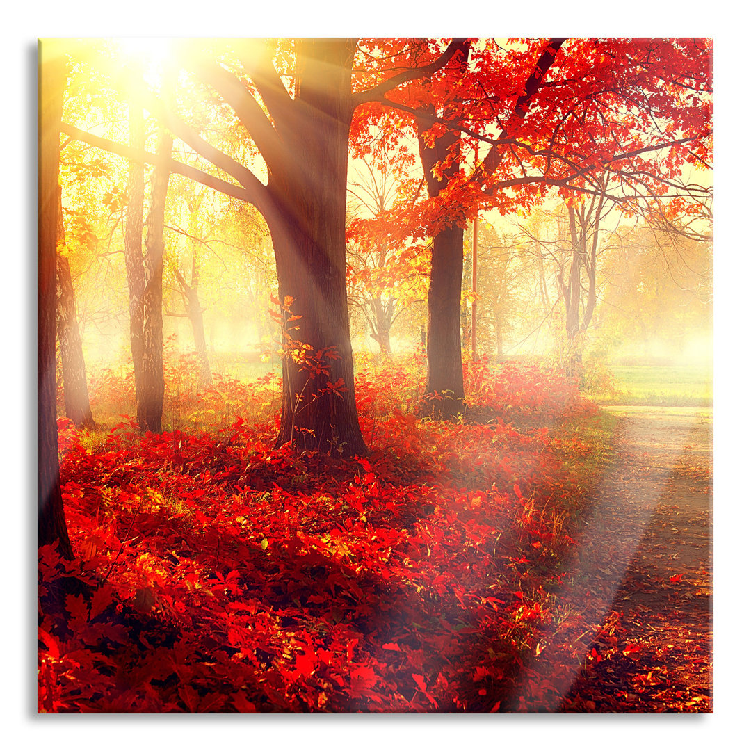 Ungerahmtes Foto auf Glas "Sonnenstrahlen durch rote Herbstbäume"