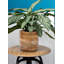 Cache pot Gaylor-1386519645