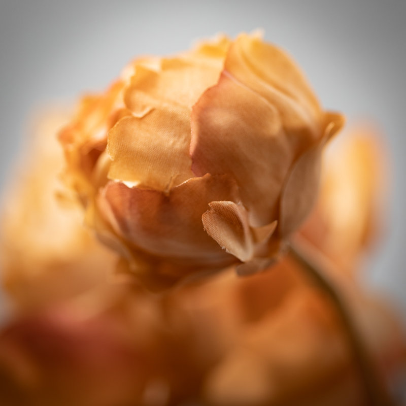 Nod To Nature - pivoines en fleurs classiques, Brun, H 22 po x l 6 po x P 3,25 po