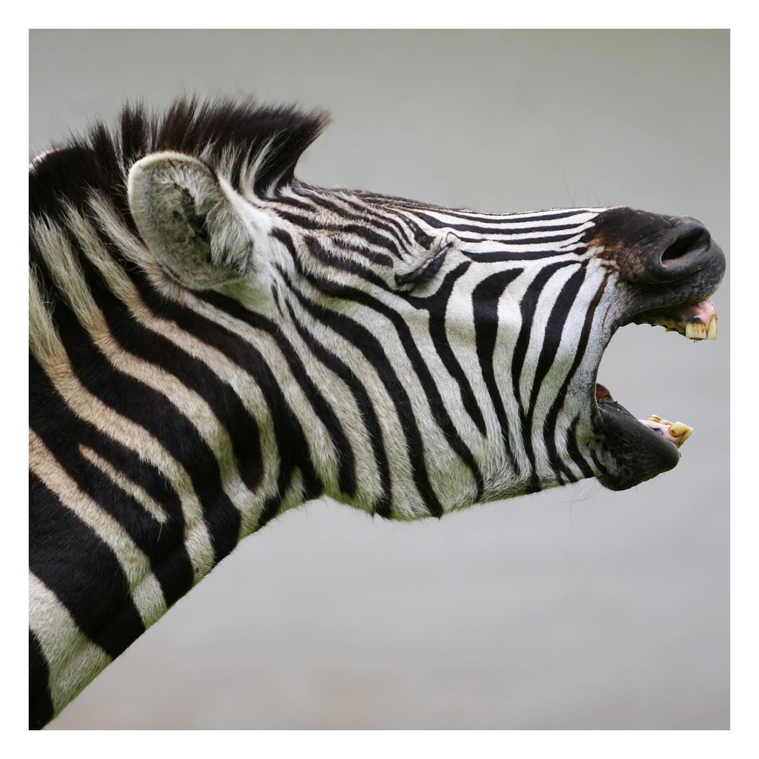 Strukturierte Fototapete Roaring Zebra II 1,92 m x 192 cm