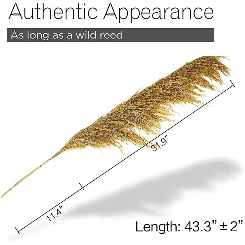 Cortaderia selloana