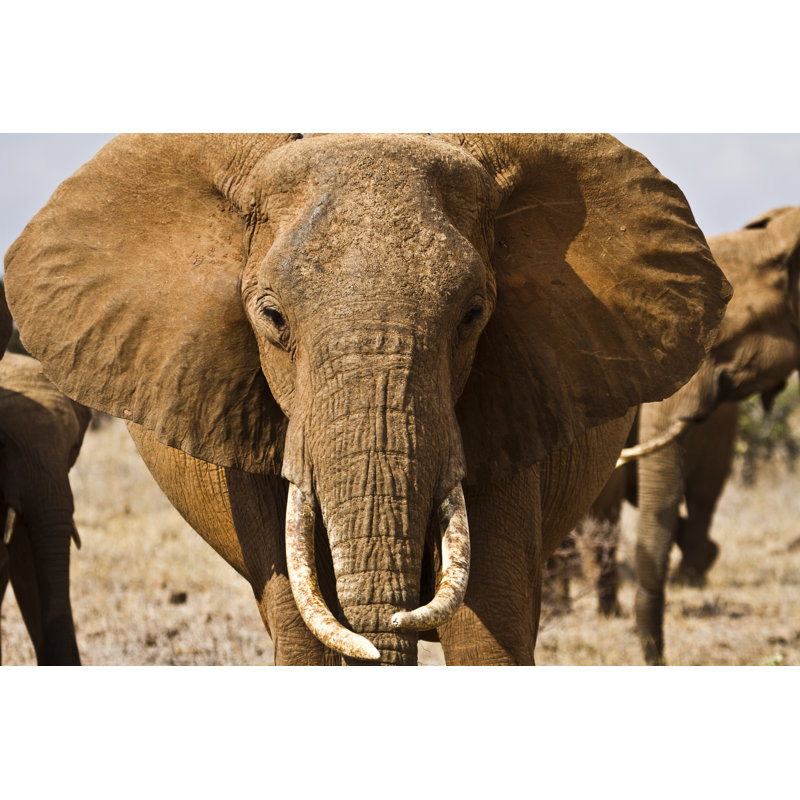 Portrait of Old Elephant 1 Piece Wrapped Canvas Wall Art, 81cm H x 122cm W