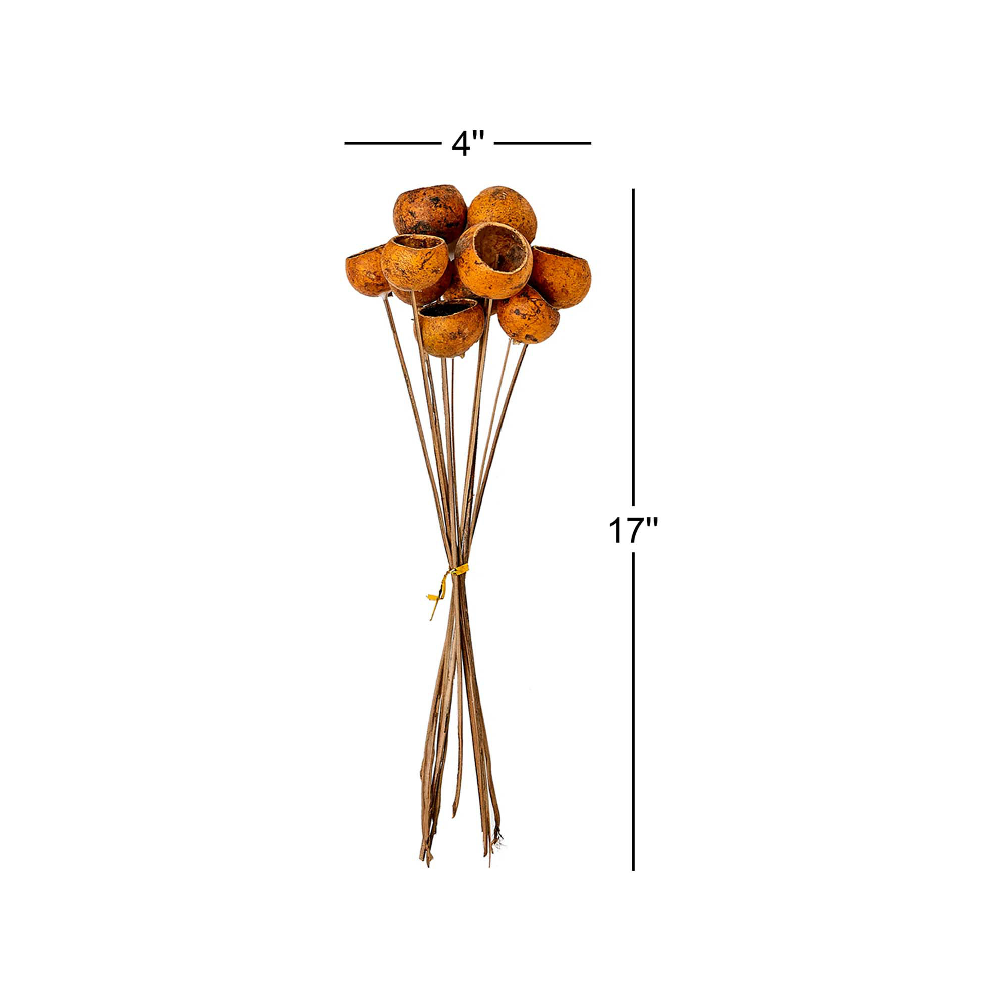 Natural Cup Pod Stems, Rustic Gold