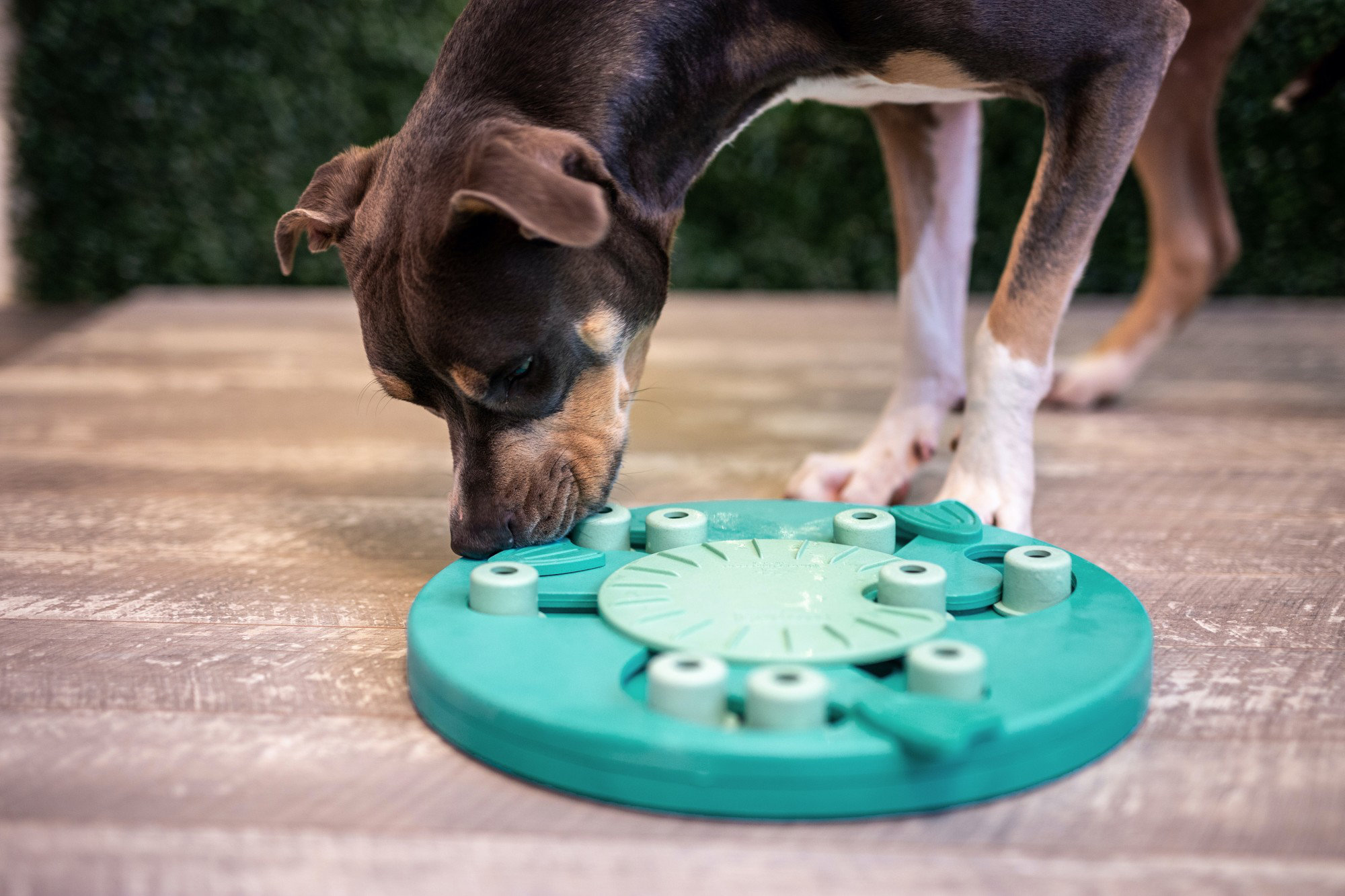 https://assets.wfcdn.com/im/17464366/compr-r85/2236/223647686/nina-ottosson-by-outward-hound-dog-worker-interactive-treat-puzzle-dog-toy.jpg