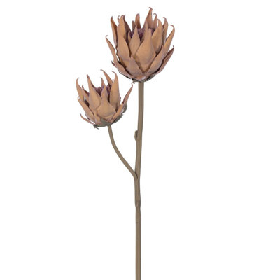 26 plantes