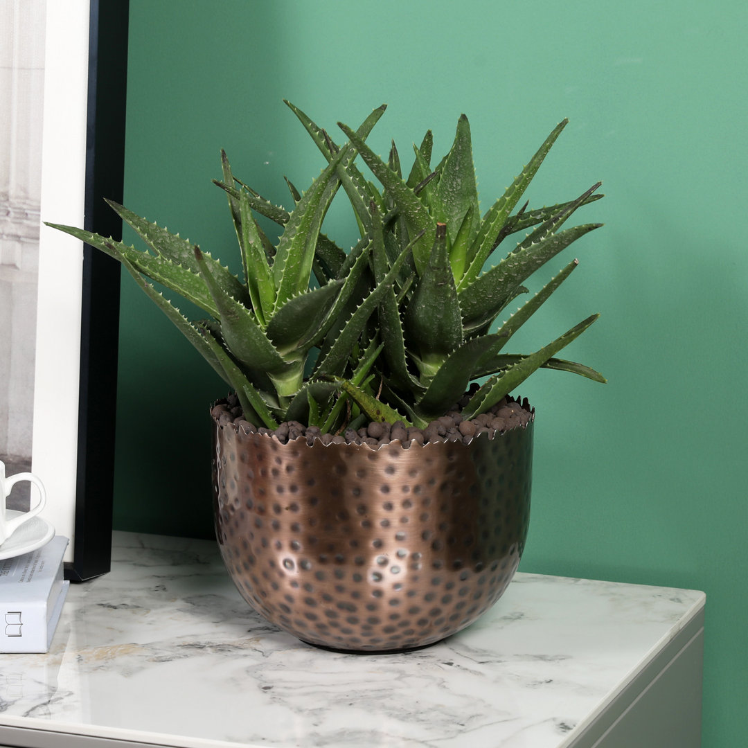 Handmade Metal Pot Planter Bungalow Rose