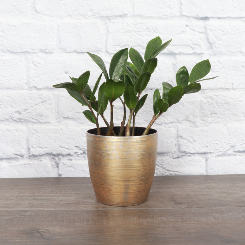 Live ZZ Houseplant in Classic Pot