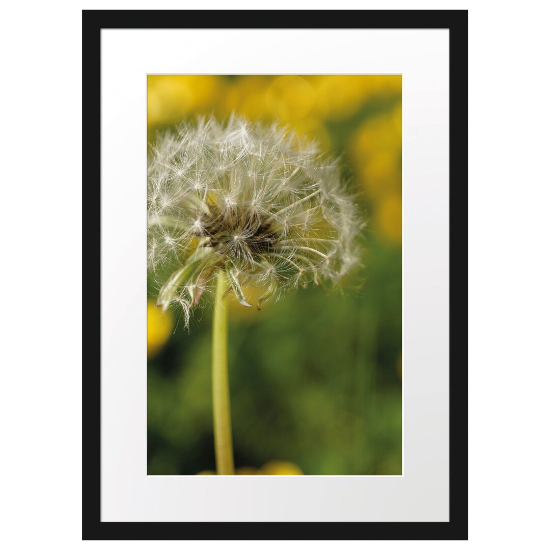 Gerahmtes Poster Pusteblume auf Wiese