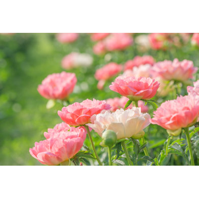 Peony In Bloom - Wrapped Canvas Print