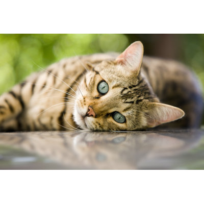 Bengal Cat par Hellem - Photographie sur toile tendue
