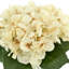 Hortensias dans un vase