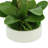 Orchid Arrangement in Planter