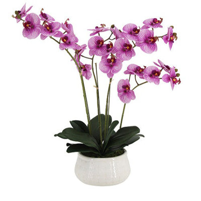 23" Phale Orchid