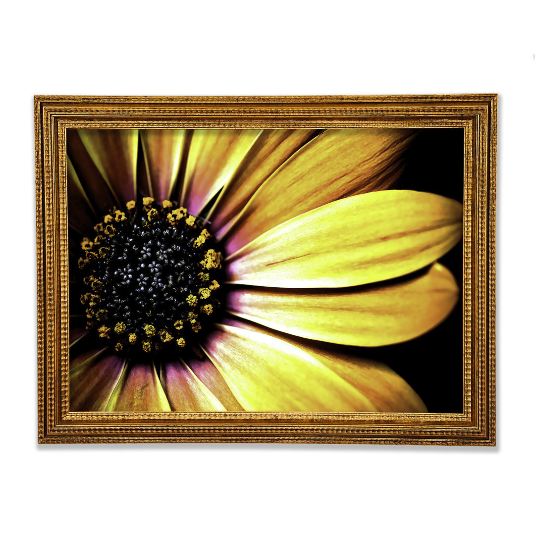 Golden Black Daisy - Druck