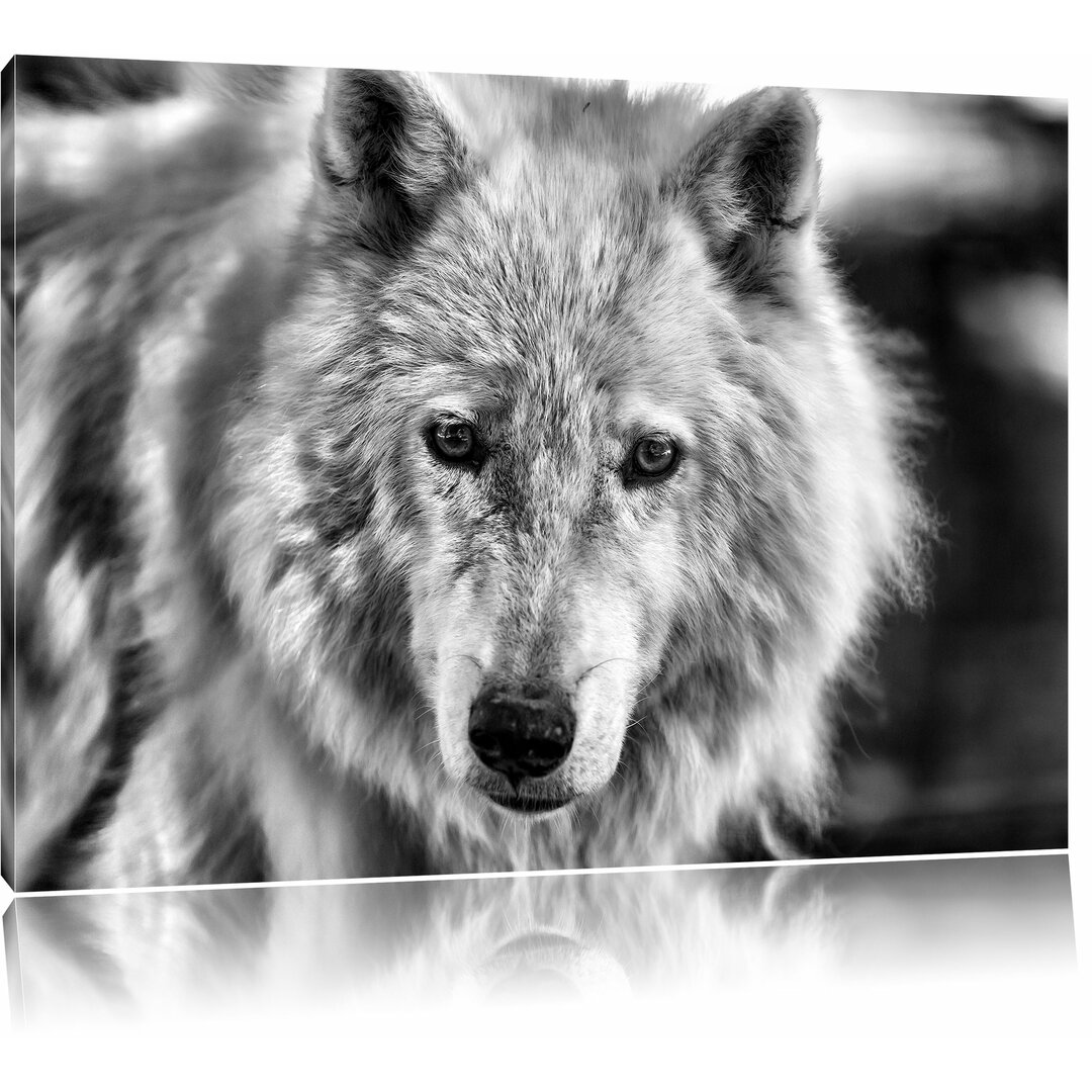 Leinwandbild Wunderschöner Polarwolf in Monochrom