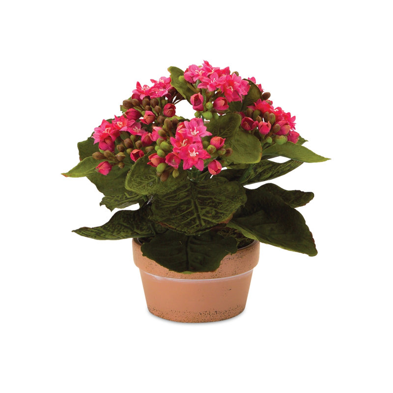 Kalanchoe en pot