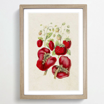 Illustration of Strawberry Plants - Framed Print