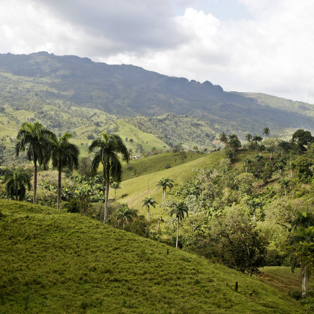 Palm Trees And Hills von Peeterv - Kunstdrucke auf Leinwand