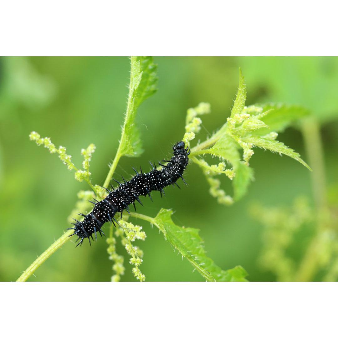 Caterpillar - No Frame Kunstdrucke auf Leinwand