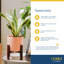 Live Snake Plant in Nursery Pot-67315351-67315352