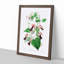 Purple Bell Vine Flowers - Framed Print-55616524-55616528
