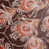Tudor Rose