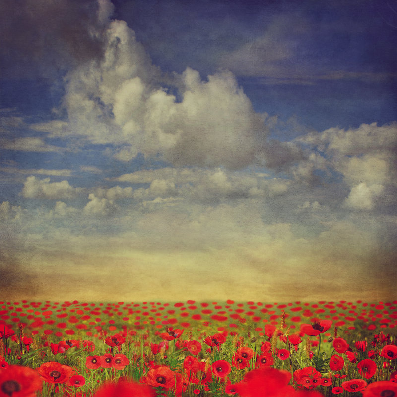 Hildebran Field Of Red Poppies by Maroznc - Wrapped Canvas Print, 30cm H x 30cm W x 3.8cm D