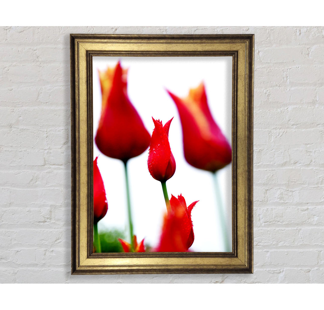 Rotes Feuer Tulpenfeld - Druck