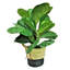 Figuier artificiel 30 po en pot