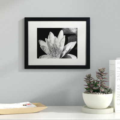" Water Lily In Black And White "