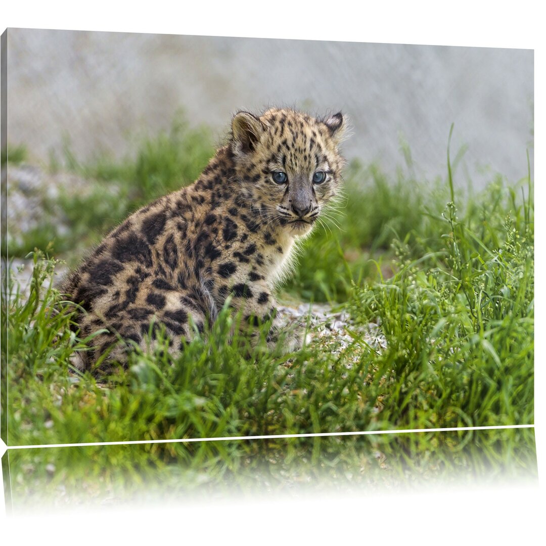 Leinwandbild Junger Leopard im Gras