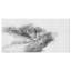 «Black and White Deer», reproduction d'art sur toile tendue-29497033