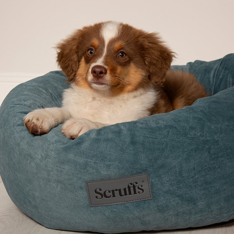 Polyester Pet Bed, Teal, Extra Large (32-40kg)