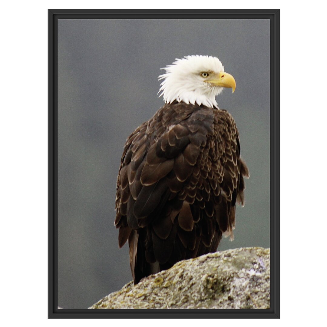 Gerahmtes Wandbild wachsamer Adler auf Fels