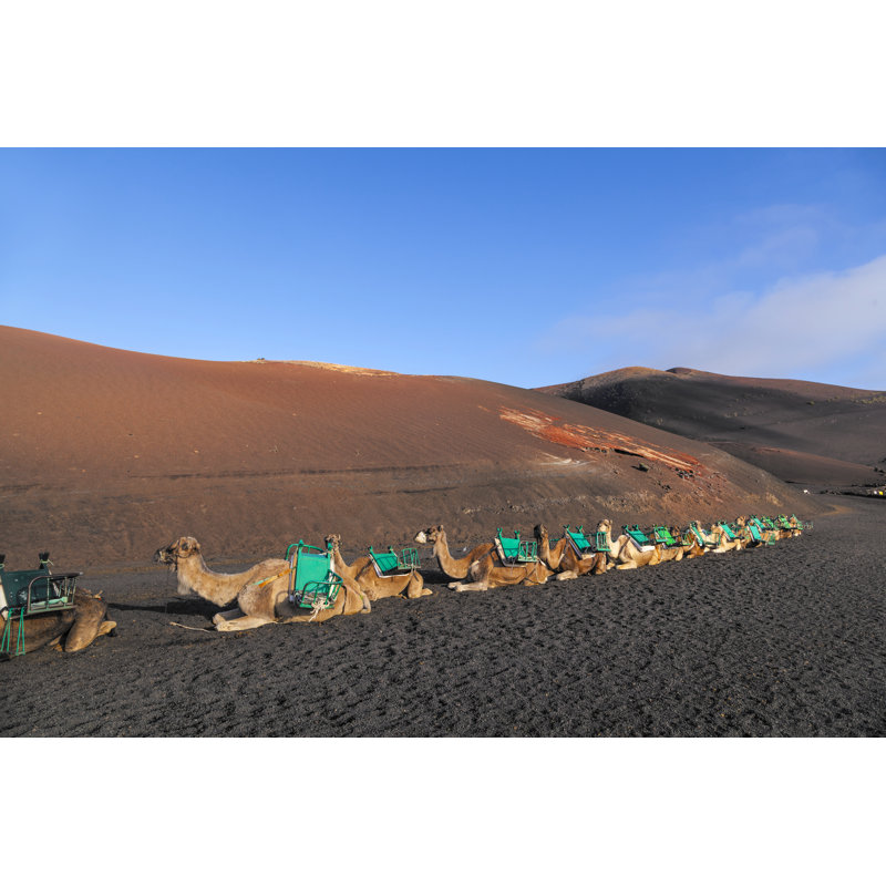 Corriveau Camels At Timanfaya National Park - Wrapped Canvas Print, 30cm H x 46cm W x 3.8cm D