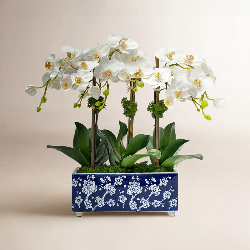 Lily Of The Valley In A Pot