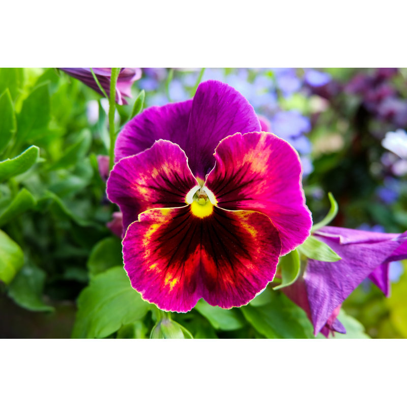 Beautiful Shot Of Pansy by Ashok Bhattarai - Wrapped Canvas Print, 20cm H x 30cm W x 3.8cm D