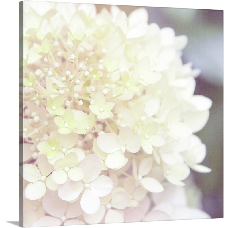 " Hydrangea Dream I " by Laura Marshall, Wrapped Canvas, 20" H x 20" W x 1.25" D