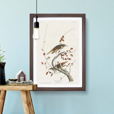 Hermit Thrush Birds by John Audubon - Picture Frame Painting Print