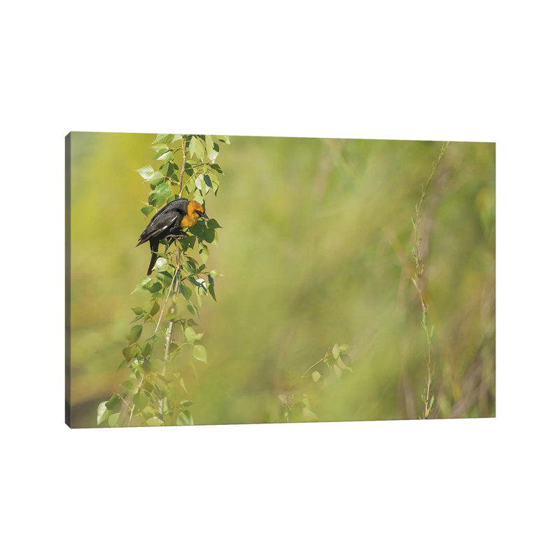 Bird In Soft Light by Louis Ruth - Wrapped Canvas Print, 66.04cm H x 101.6cm W x 1.91cm D