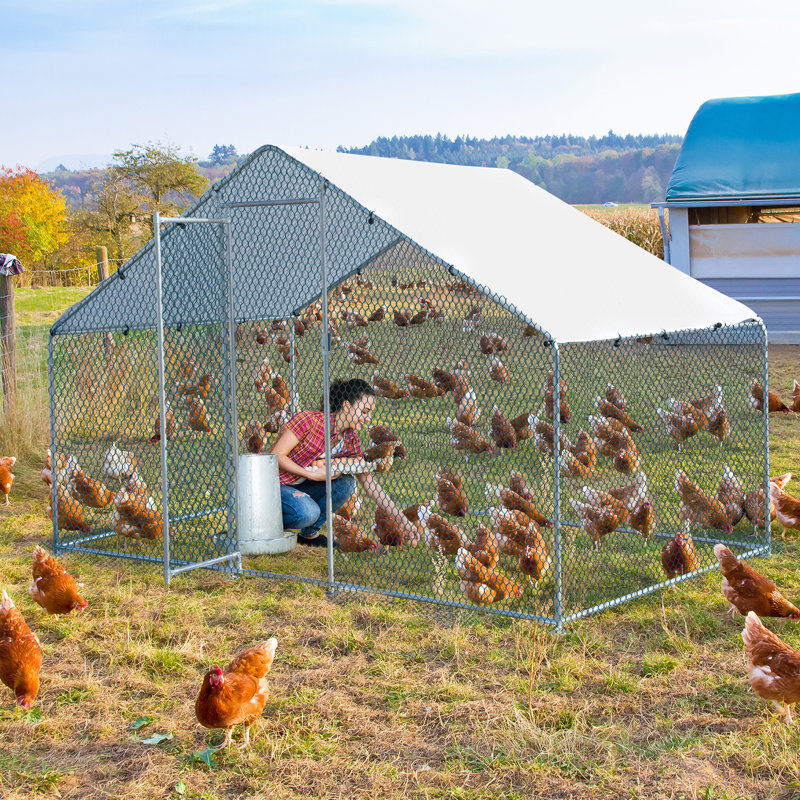 Cammock 65m² Chicken Coop