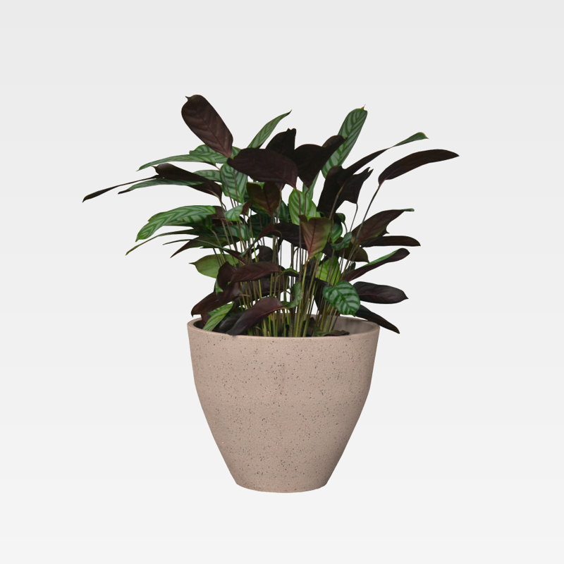 Pot Planter