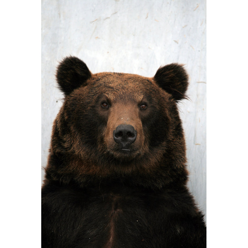 Portrait d'un ours Kertina, H 30 po x l 20 po x P 1,25 po