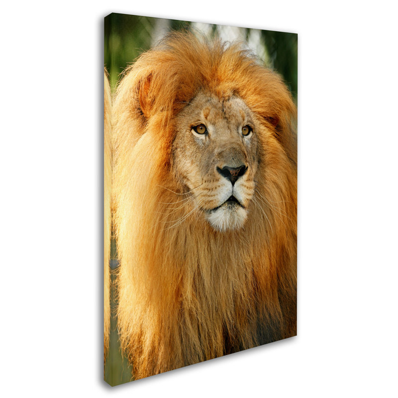 Alexan «Lion», reproduction de photo sur toile tendue, H 47 po x l 30 po