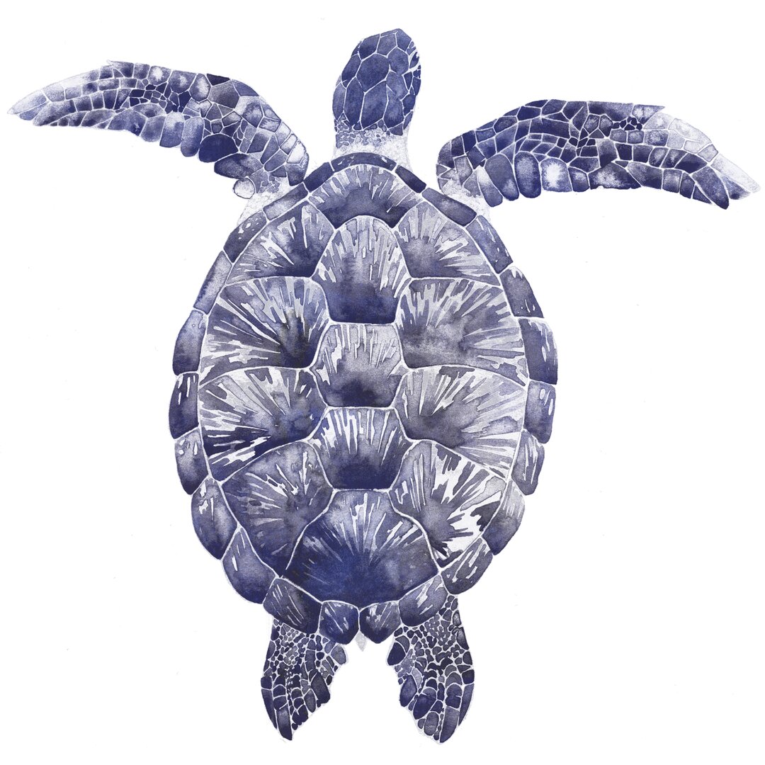 Leinwandbild Marine Turtle I von Grace Popp