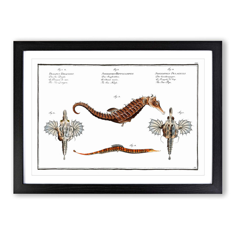 Seahorse & Sea Dragon by M.E. Bloch - Framed Print, Black Framed, 48cm H x 65cm W x 2cm D