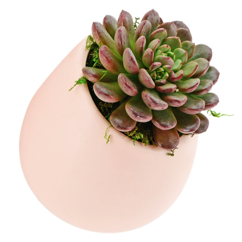 Pot de fleurs mural en plastique, Orangé, H 4 po x l 3,5 po x P 3,5 po